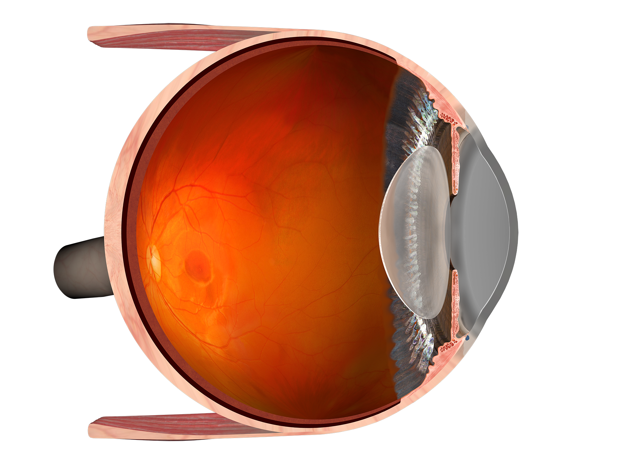 Eye cross-section