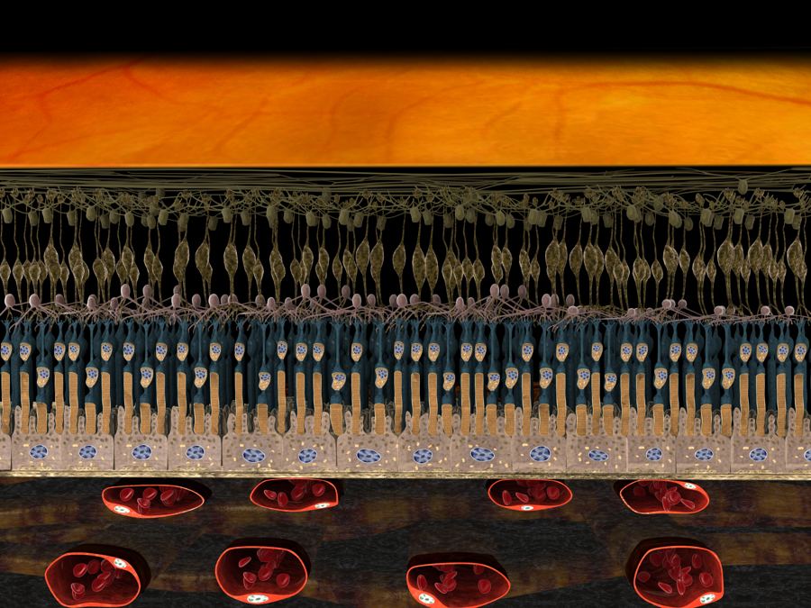 Retinal structure