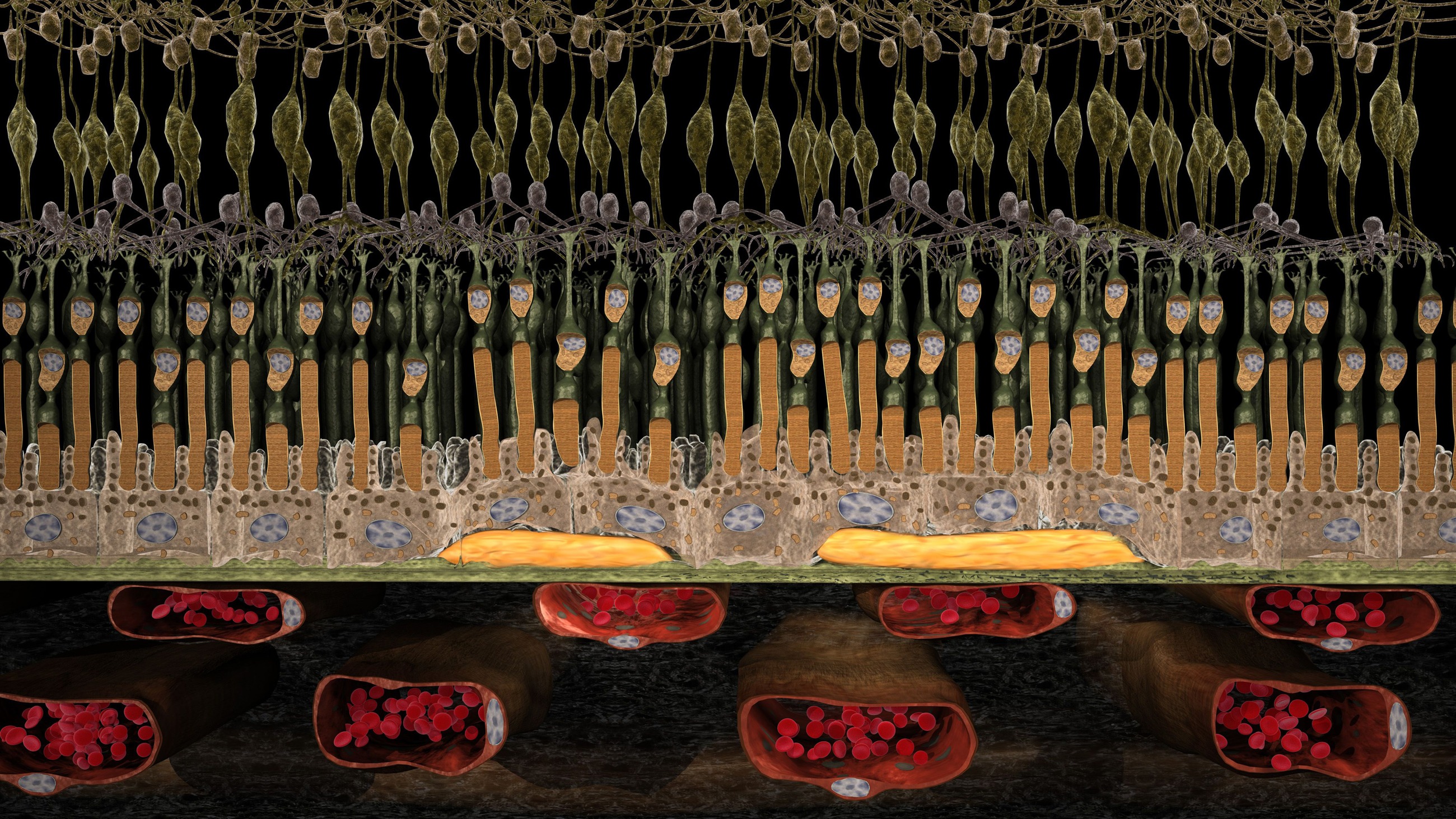 Detailed Eyeland visualization of the retinal layers