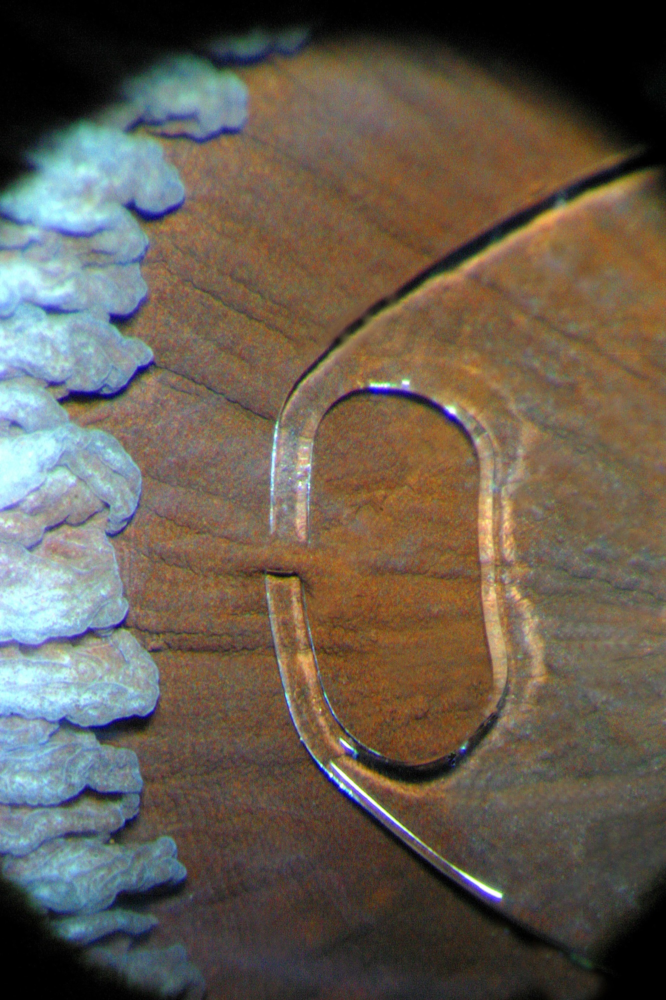 Artisan lens — detail