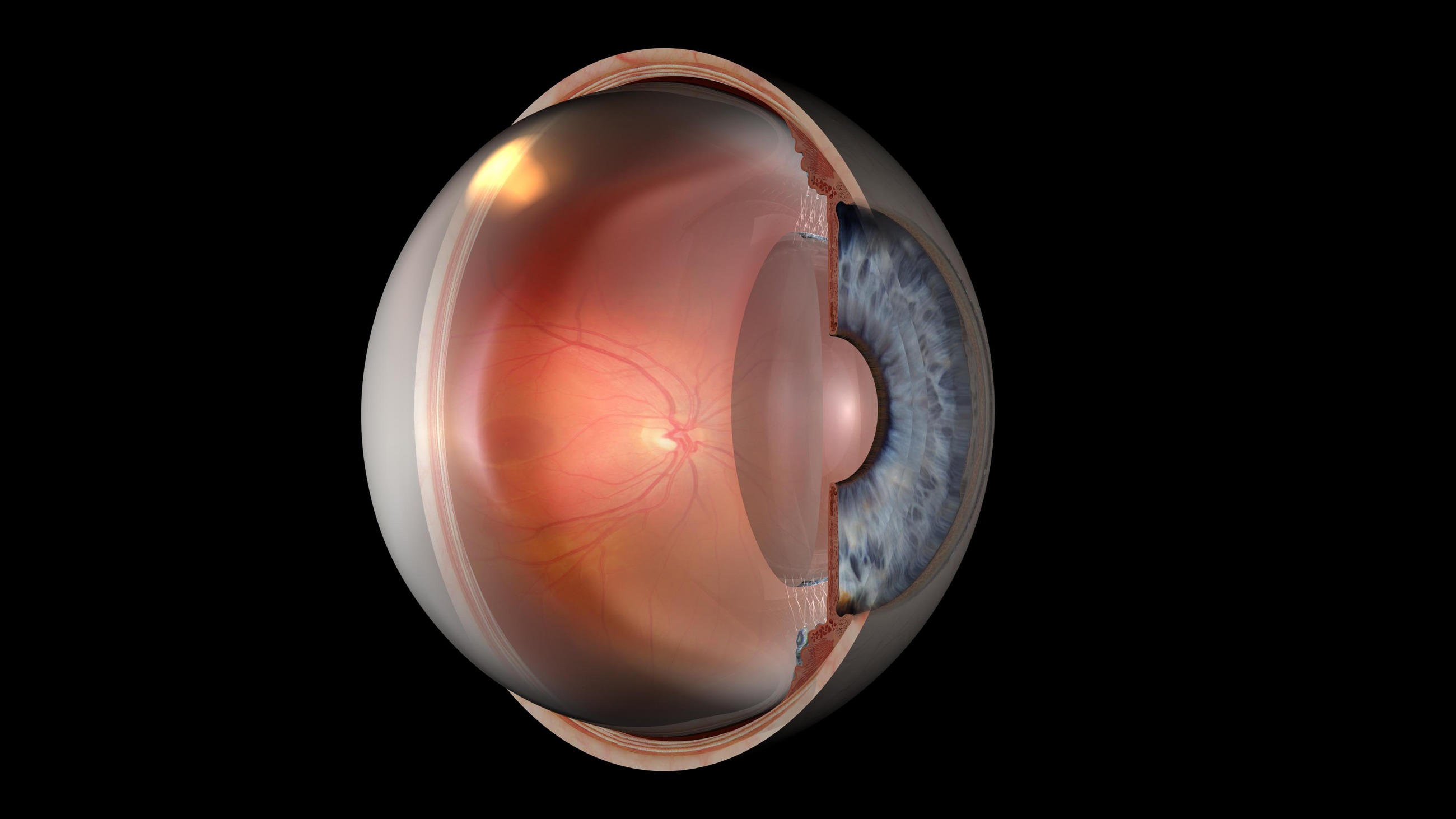 The eye in three dimensions
